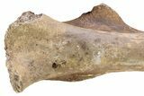 Pleistocene Fossil Horse (Equus) Femur - Florida #265353-3